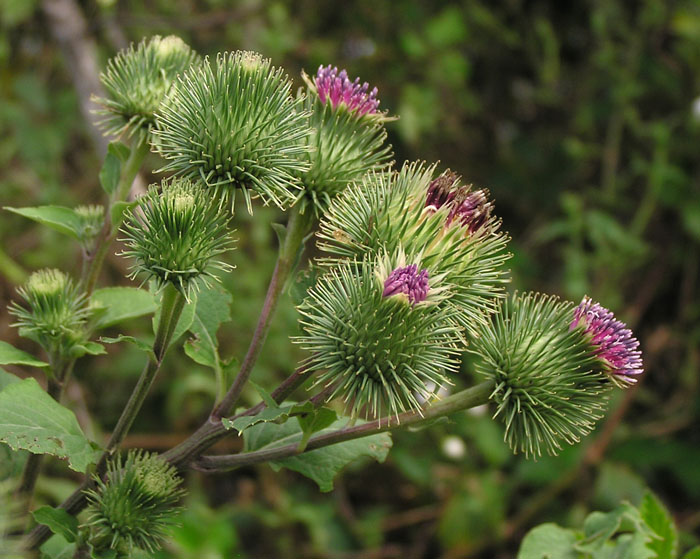 Arctium lappa / Bardana maggiore